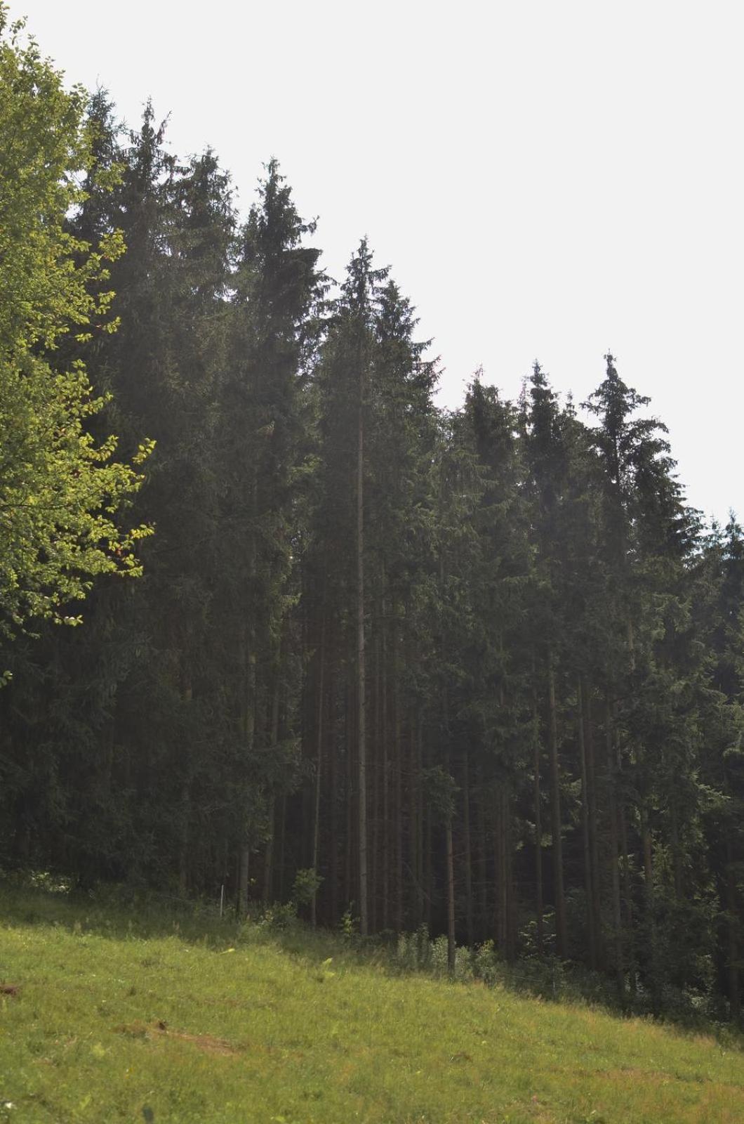 Treehouse Velké Losiny Εξωτερικό φωτογραφία